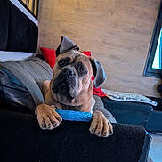 Vasvo participe au concours pour gagner de l'argent avec cette photo : dog, pet, toy, couch, living_room, paws, ears, brown_dog, indoor, window, red_cushion, black_cushion, wooden_wall, cozy, animal, canine, relaxed, looking_at_camera, fur, home