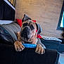 dog, pet, toy, couch, living_room, paws, ears, brown_dog, indoor, window, red_cushion, black_cushion, wooden_wall, cozy, animal, canine, relaxed, looking_at_camera, fur, home