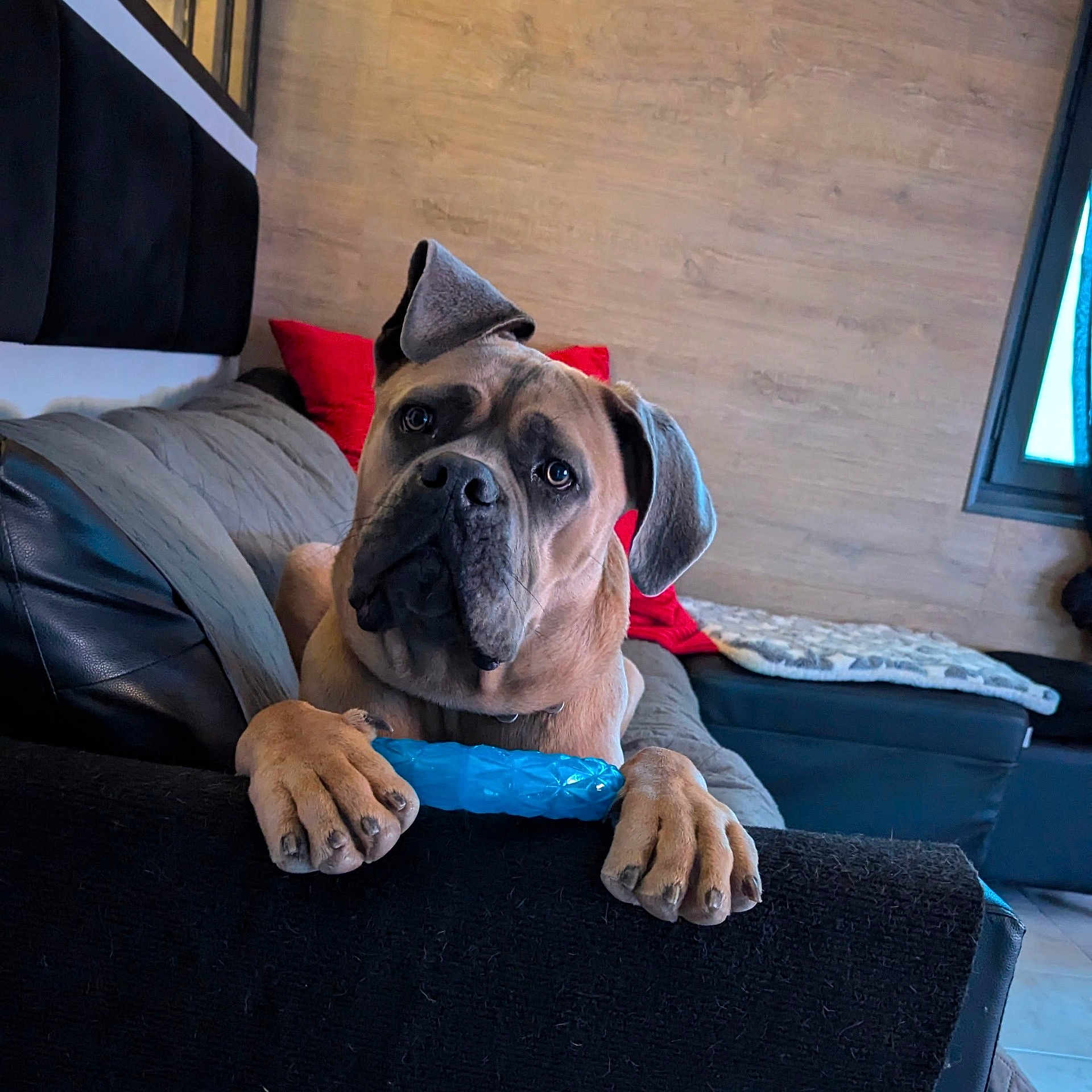 Vasvo participe au concours pour gagner de l'argent avec cette photo : animal, black_cushion, brown_dog, canine, couch, cozy, dog, ears, fur, home, indoor, living_room, looking_at_camera, paws, pet, red_cushion, relaxed, toy, window, wooden_wall