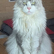Yoshi participe au concours pour gagner de l'argent avec cette photo : cat, maine_coon, fluffy, longhaired, white_fur, gray_fur, green_eyes, portrait, sitting, front_view, upright, crossed_paws, large_ears, whiskers, indoor, wooden_floor, cushion, furniture, pet, regal