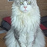 cat, crossed_paws, cushion, fluffy, front_view, furniture, gray_fur, green_eyes, indoor, large_ears, longhaired, maine_coon, pet, portrait, regal, sitting, upright, whiskers, white_fur, wooden_floor
