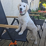 Balto a rejoint le concours — aidez-le/la à gagner de superbes lots ! animal, black_chair, chair, collar, deck, dog, garden, golden_retriever, happy, house, lawn_mower, leaning, morning, outdoor, pet, puppy, smiling, sunlight, tongue_out, wooden_floor