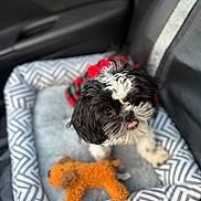 Jayla joined the competition — help win amazing prizes! animal, bed, black_and_white, car_interior, comfort, companion, cozy, cute, dog, fur, indoors, looking_up, patterned, pet, plush, resting, seat, small_dog, tongue_out, toy