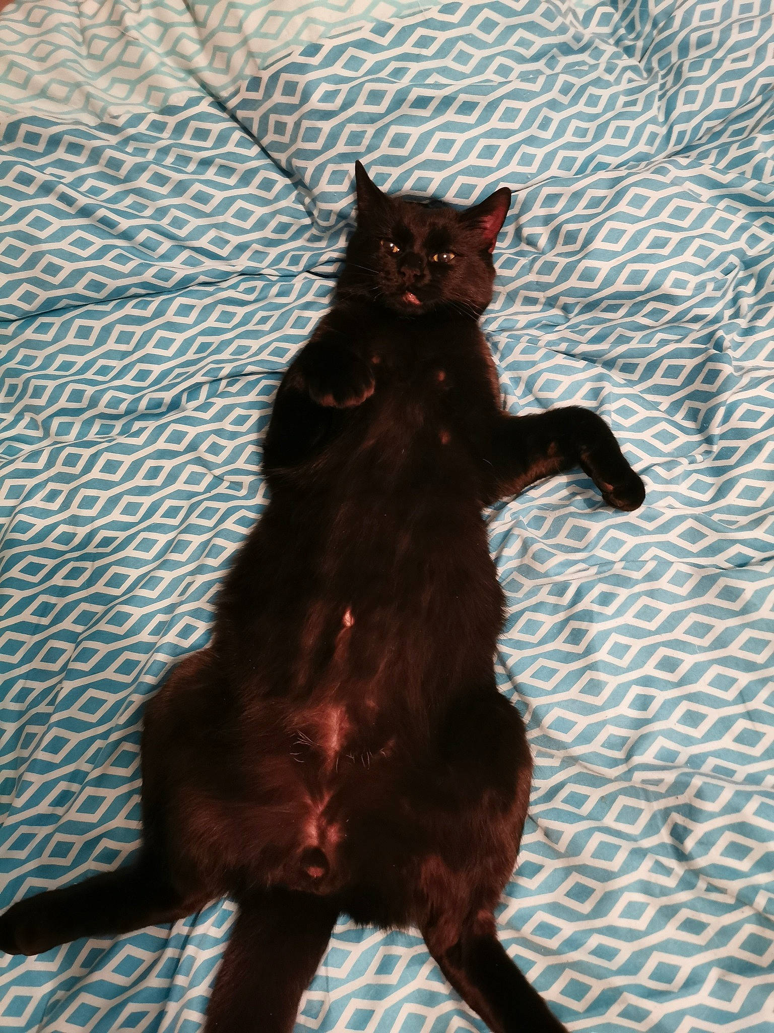 Kala participe au concours pour gagner de l'argent avec cette photo : art, black_cat, brown, carnivore, cat, claw, dog_breed, domestic_short_haired_cat, fawn, felidae, flooring, fur, shadow, small_to_medium_sized_cats, snout, tail, terrestrial_animal, tints_and_shades, whiskers, wood