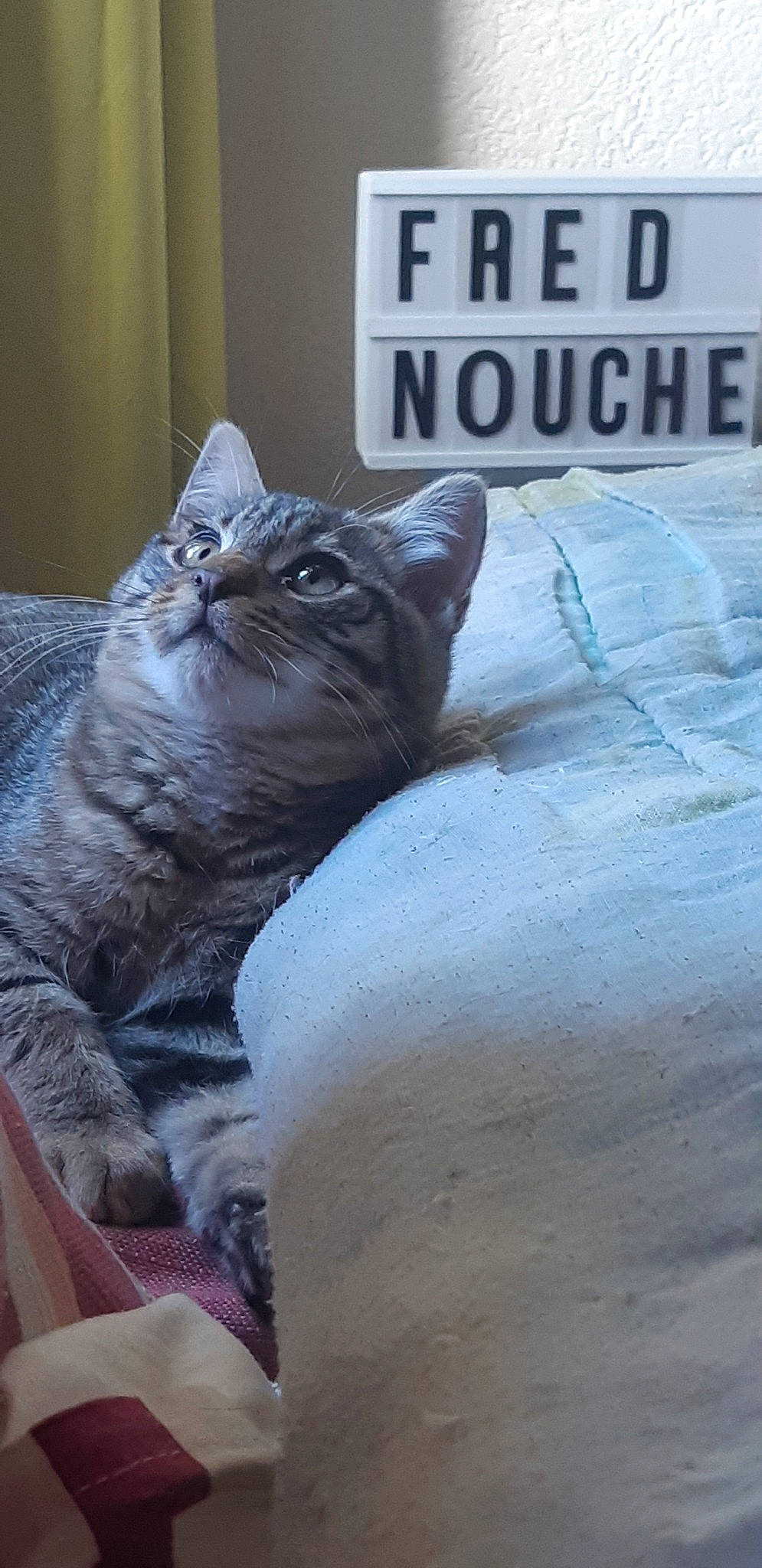 Gaston participe au concours pour gagner de l'argent avec cette photo : american_shorthair, asian, british_shorthair, california_spangled, carnivore, cat, chartreux, domestic_short_haired_cat, dragon_li, european_shorthair, felidae, korat, mammal, small_to_medium_sized_cats, snout, tabby_cat, whiskers