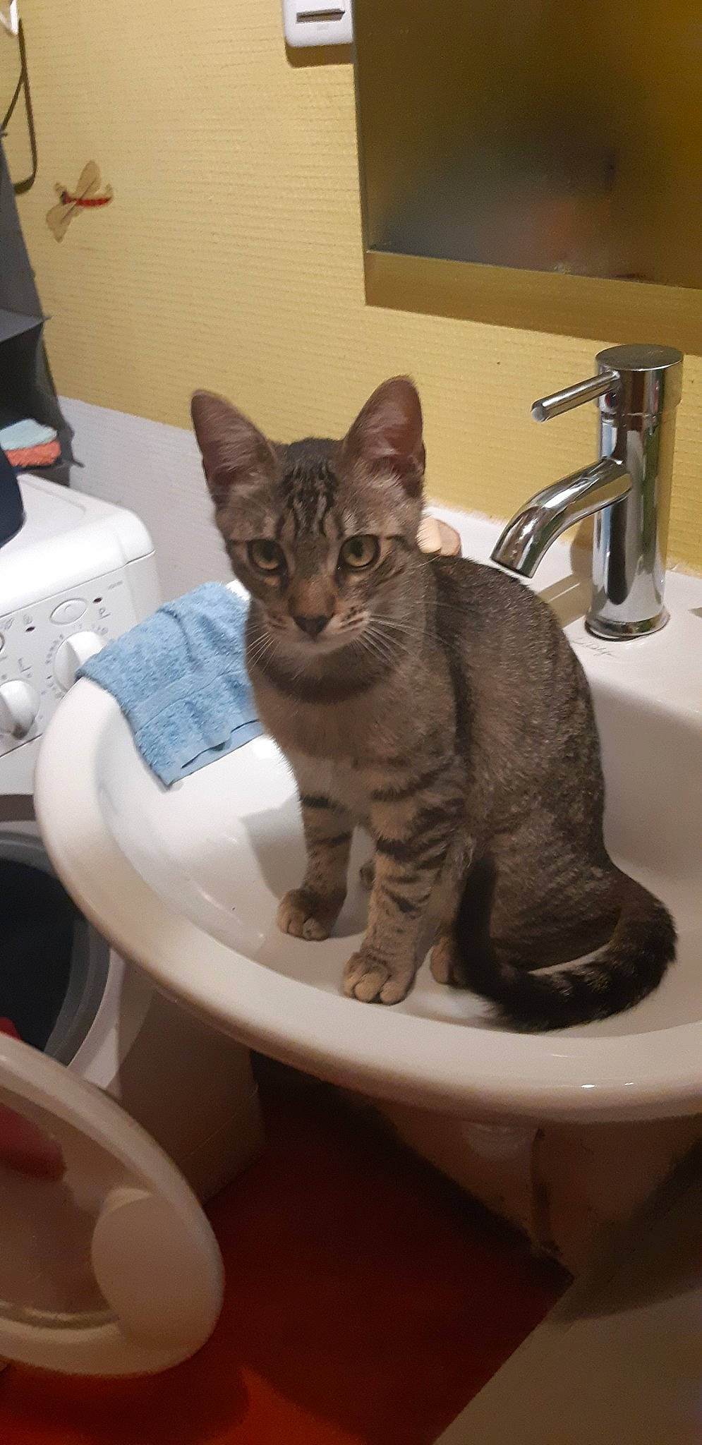 Gaston participe au concours pour gagner de l'argent avec cette photo : american_shorthair, asian, australian_mist, carnivore, cat, domestic_short_haired_cat, dragon_li, egyptian_mau, european_shorthair, felidae, german_rex, kitten, mammal, ocicat, plumbing_fixture, room, sink, small_to_medium_sized_cats, tabby_cat, whiskers