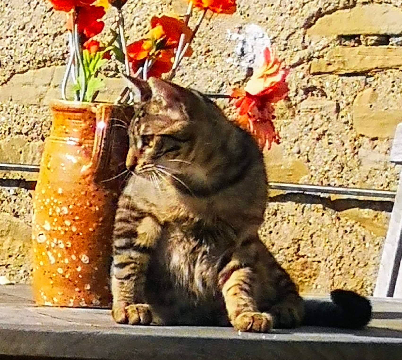 Gaston a rejoint le concours — aidez-le/la à gagner de superbes lots ! american_shorthair, asian, carnivore, cat, domestic_short_haired_cat, dragon_li, european_shorthair, felidae, plant, polydactyl_cat, small_to_medium_sized_cats, tabby_cat, tail, whiskers, wild_cat