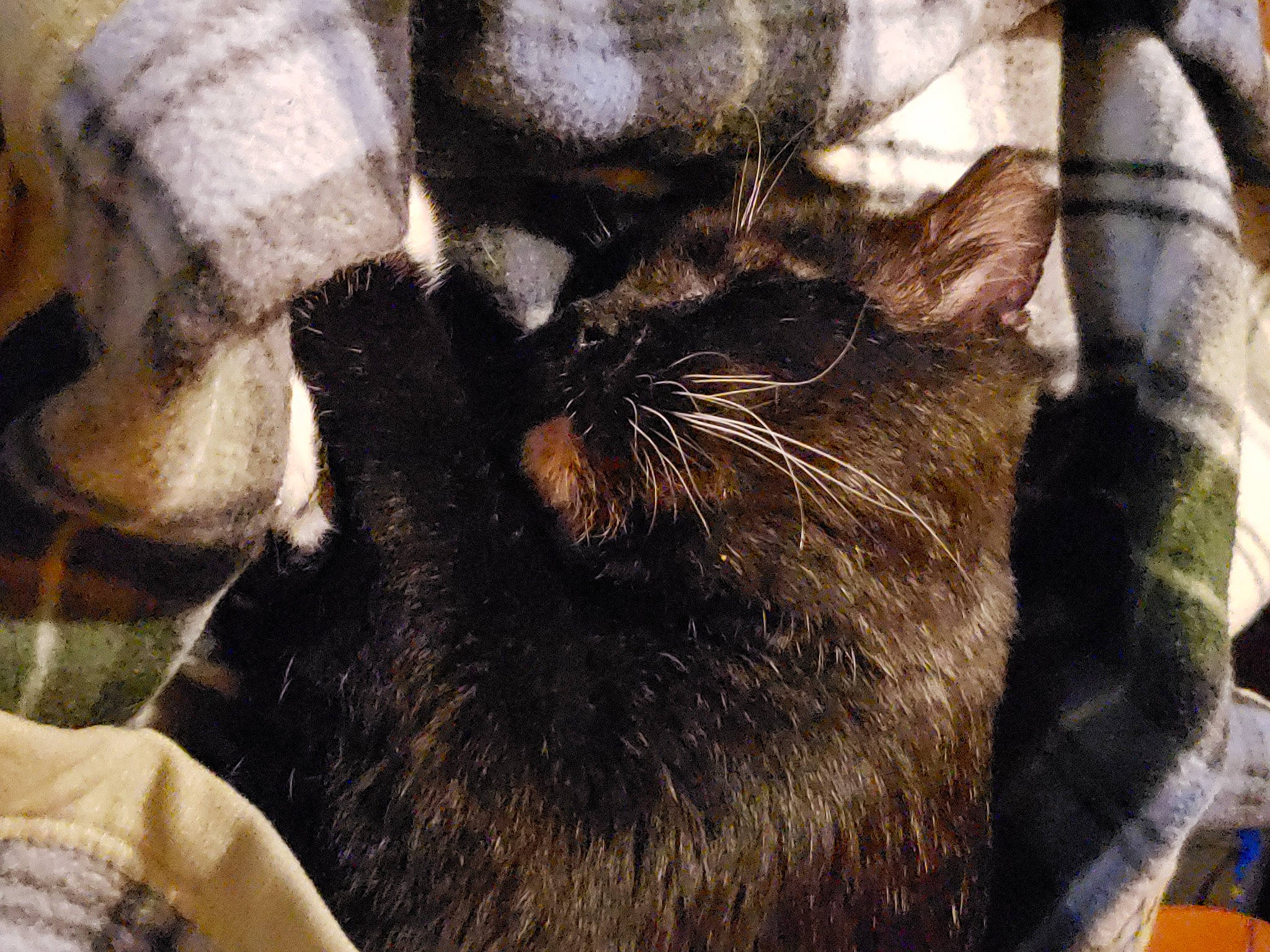 Sylvester joined the competition — help win amazing prizes! black_cat, canidae, carnivore, cat, claw, comfort, domestic_short_haired_cat, felidae, fur, nap, paw, sleep, small_to_medium_sized_cats, snout, tail, terrestrial_animal, whiskers