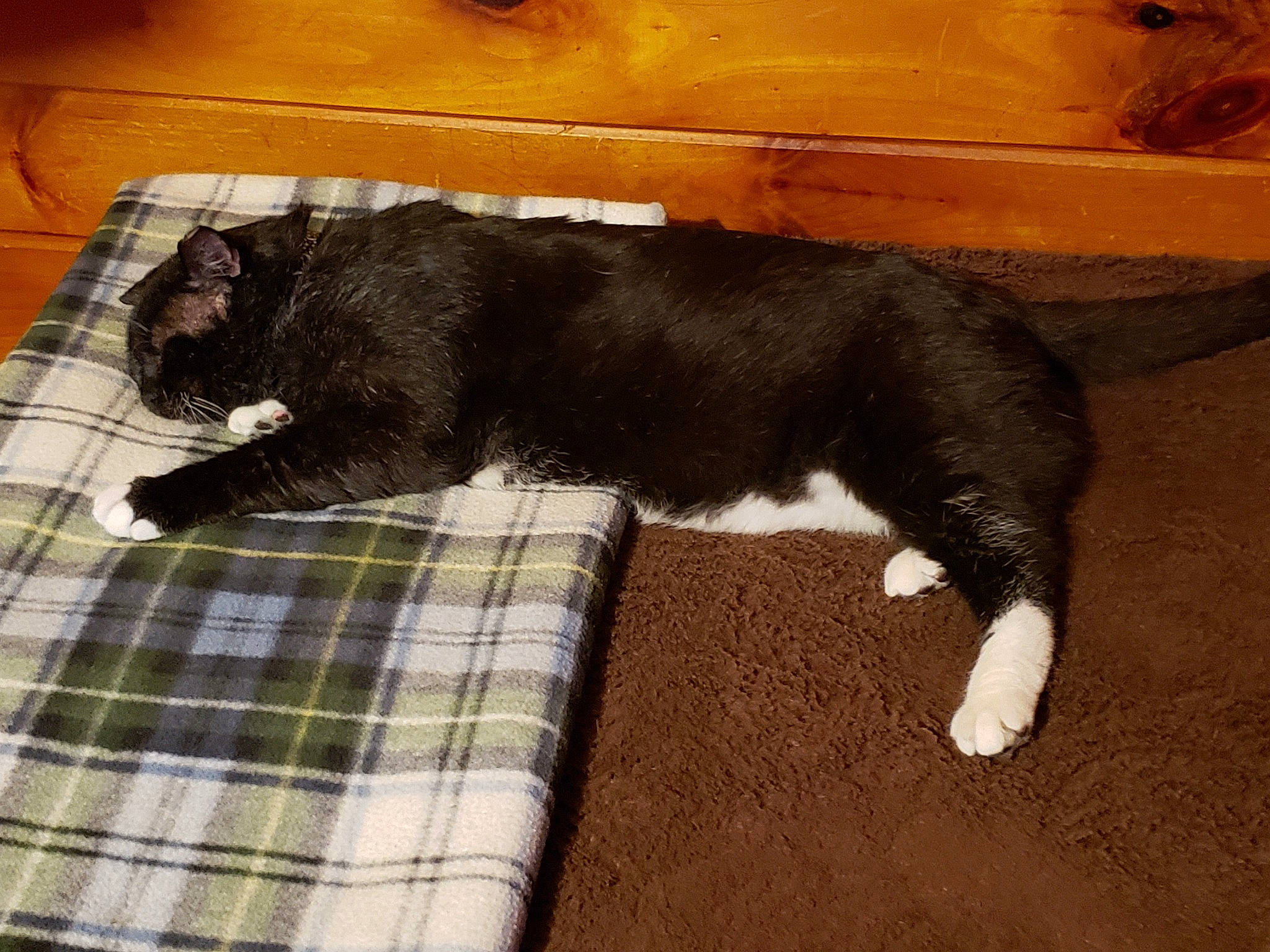 Sylvester joined the competition — help win amazing prizes! black_cat, canidae, carnivore, cat, comfort, companion_dog, dog_breed, felidae, flooring, fur, hardwood, pattern, plaid, small_to_medium_sized_cats, tail, tartan, terrestrial_animal, whiskers, wood, working_animal