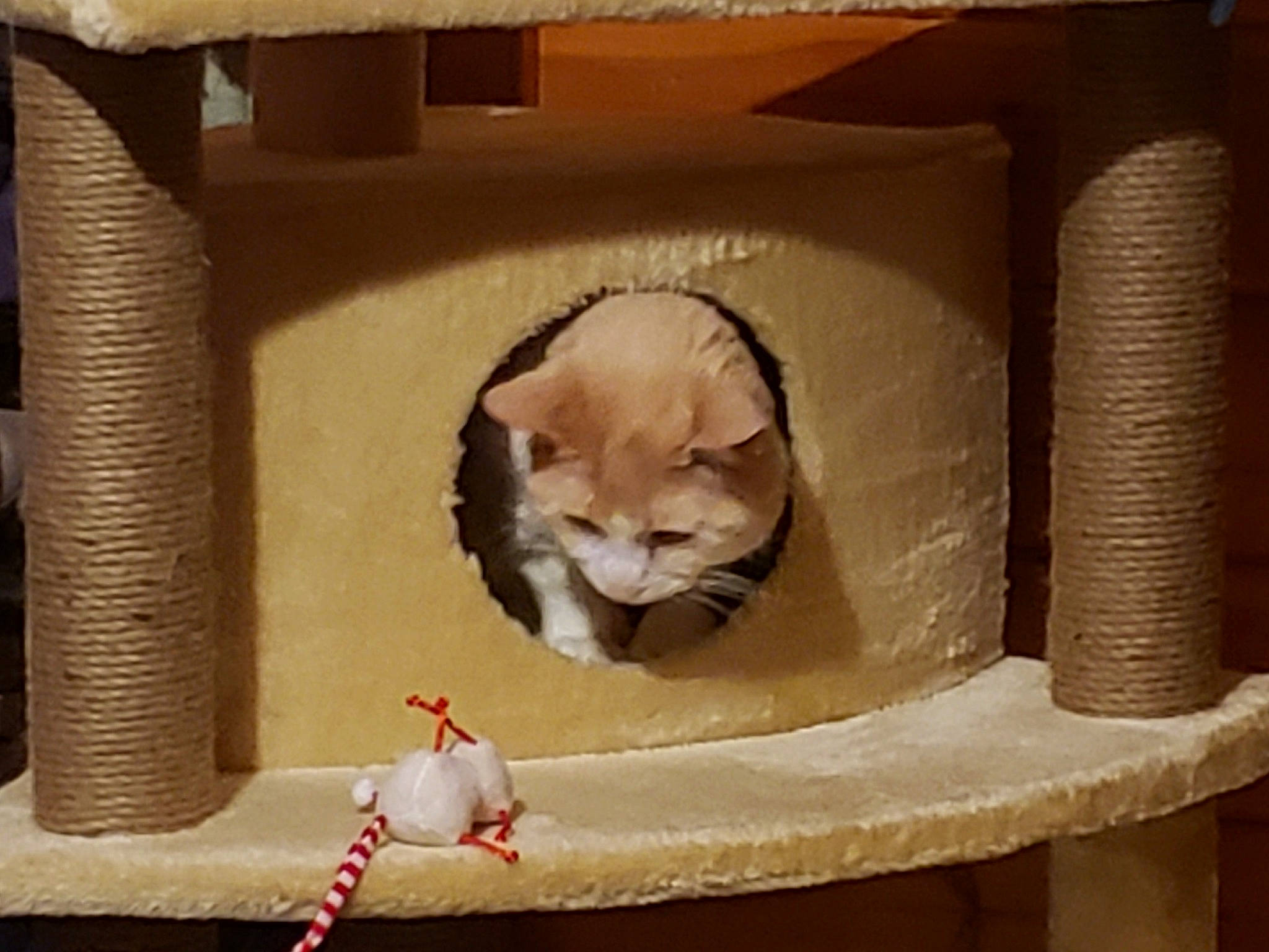 Tolerance is registered to the contest to win money with this photo: animal_shelter, basket, box, cardboard, carnivore, cat, cat_bed, cat_furniture, cat_supply, domestic_short_haired_cat, fawn, felidae, fur, pet_supply, shipping_box, small_to_medium_sized_cats, snout, tail, whiskers, wood