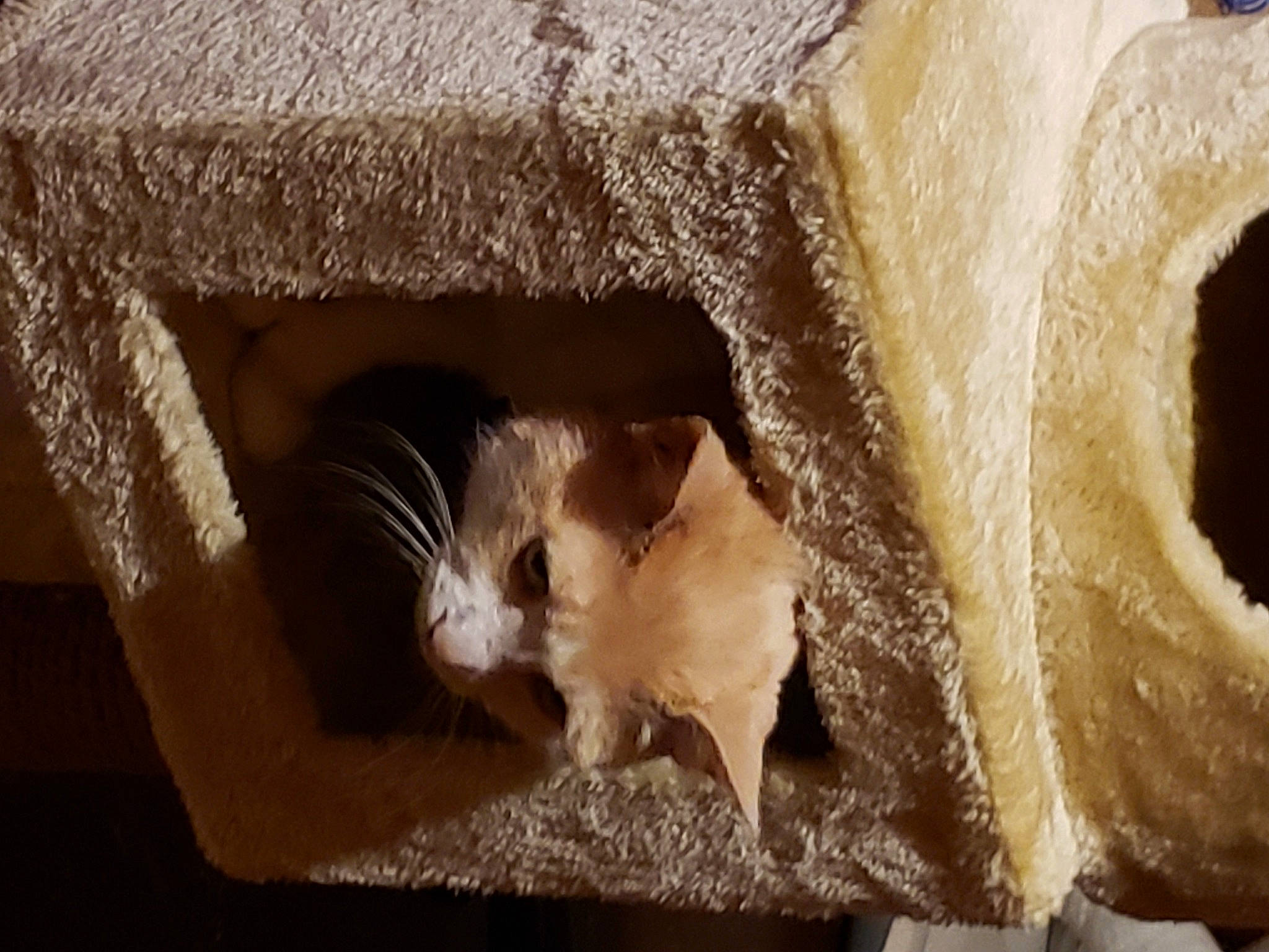 Tolerance joined the competition — help win amazing prizes! box, cardboard, carnivore, cat, cat_supply, fawn, felidae, fur, hardwood, packing_materials, pet_supply, rectangle, room, small_to_medium_sized_cats, snout, tail, whiskers, window, wood