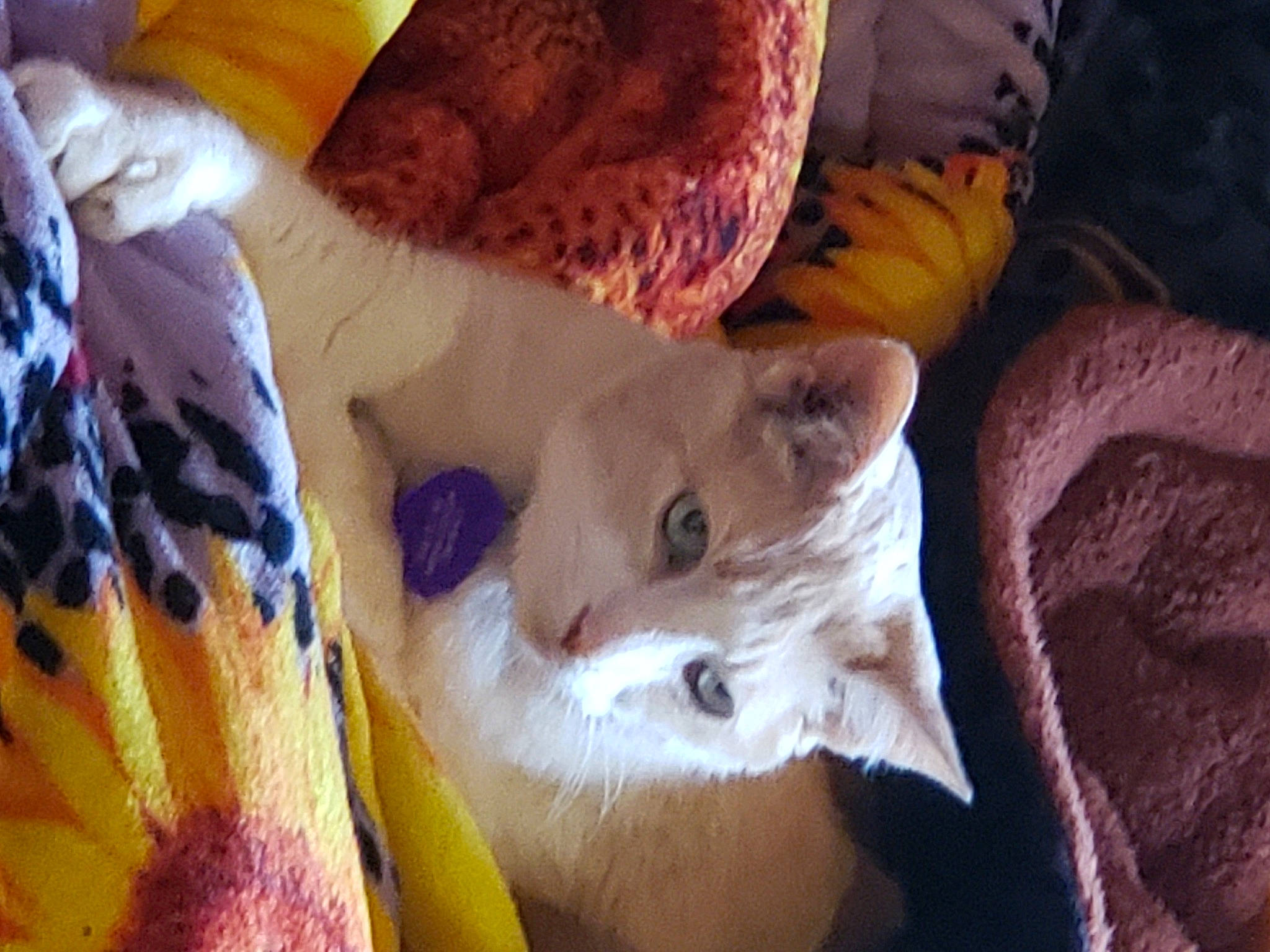 Tolerance is registered to the contest to win money with this photo: carnivore, cat, domestic_short_haired_cat, felidae, fur, organism, small_to_medium_sized_cats, snout, terrestrial_animal, vertebrate, whiskers, yellow