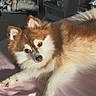 dog, fluffy, brown, white, pet, indoor, blanket, sunlight, relaxed, curious, bedroom, furniture, shoes, cushion, fur, animal, canine, resting, soft, cozy