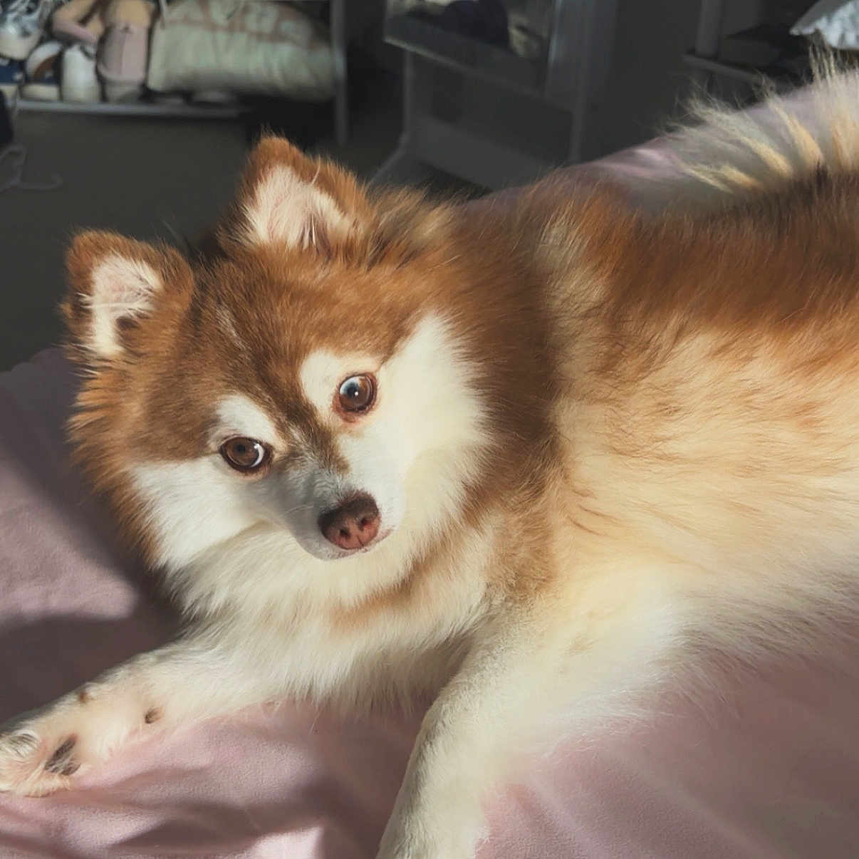 Joy is registered to the contest to win money with this photo: dog, fluffy, brown, white, pet, indoor, blanket, sunlight, relaxed, curious, bedroom, furniture, shoes, cushion, fur, animal, canine, resting, soft, cozy