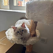 Alfi a rejoint le concours — aidez-le/la à gagner de superbes lots ! cat, fluffy, blue_eyes, cat_tree, furniture, window, indoor, relaxed, pet, animal, fur, perch, curious, light, natural_light, domestic_cat, resting, cozy, wood, cardboard_box