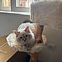 cat, fluffy, blue_eyes, cat_tree, furniture, window, indoor, relaxed, pet, animal, fur, perch, curious, light, natural_light, domestic_cat, resting, cozy, wood, cardboard_box