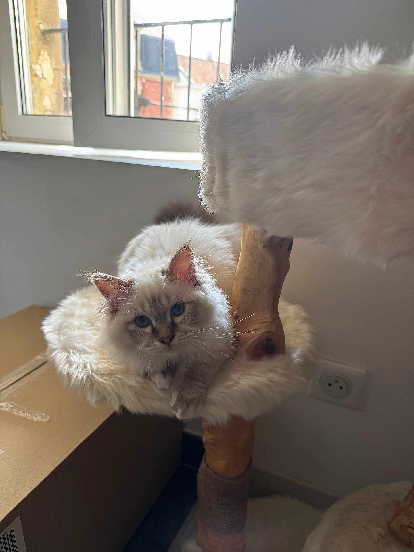 Alfi a rejoint le concours — aidez-le/la à gagner de superbes lots ! cat, fluffy, blue_eyes, cat_tree, furniture, window, indoor, relaxed, pet, animal, fur, perch, curious, light, natural_light, domestic_cat, resting, cozy, wood, cardboard_box