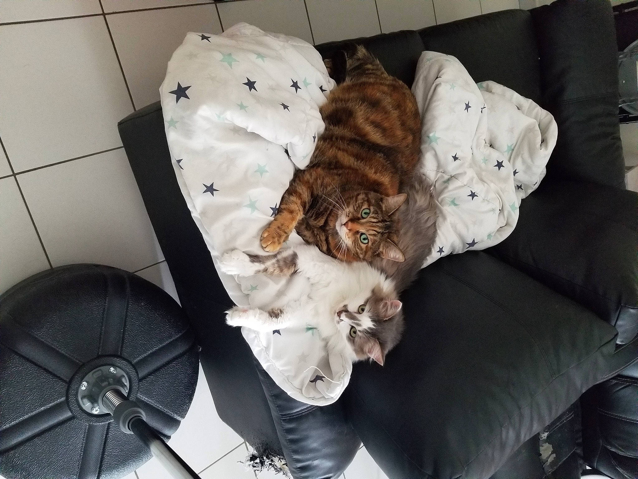 Gaïa Et Ffélix a rejoint le concours — aidez-le/la à gagner de superbes lots ! canidae, carnivore, cat, dog, felidae, fur, non_sporting_group, puppy, sleep, spaniel, sporting_group