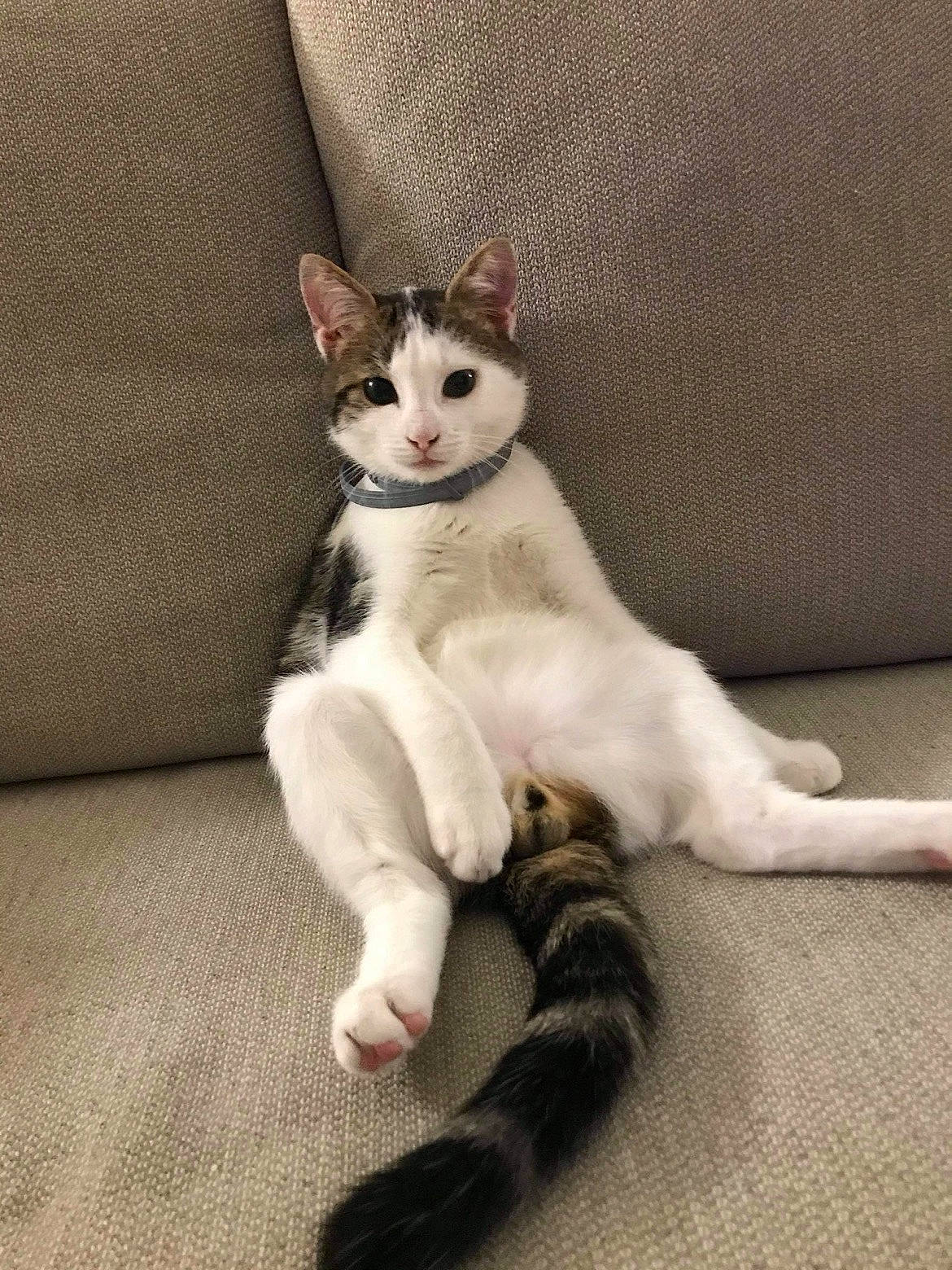 Mushu participe au concours pour gagner de l'argent avec cette photo : carnivore, cat, claw, comfort, couch, domestic_short_haired_cat, eye, fawn, felidae, foot, fur, grey, human_leg, paw, sitting, small_to_medium_sized_cats, snout, tail, terrestrial_animal, whiskers