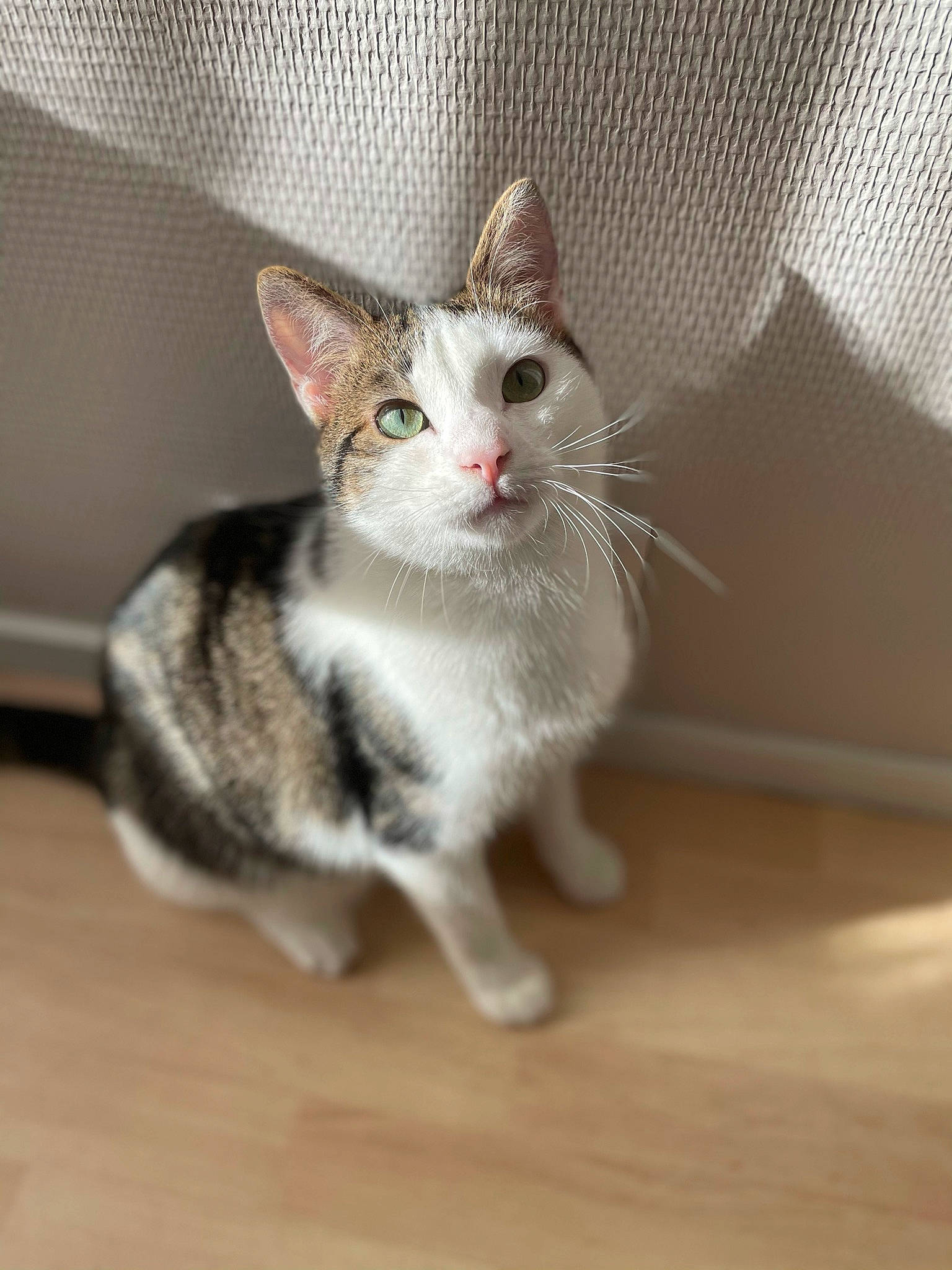 Mushu participe au concours pour gagner de l'argent avec cette photo : carnivore, cat, claw, comfort, domestic_short_haired_cat, felidae, floor, flooring, fur, grey, hardwood, laminate_flooring, paw, small_to_medium_sized_cats, snout, tail, whiskers, wood, wood_flooring