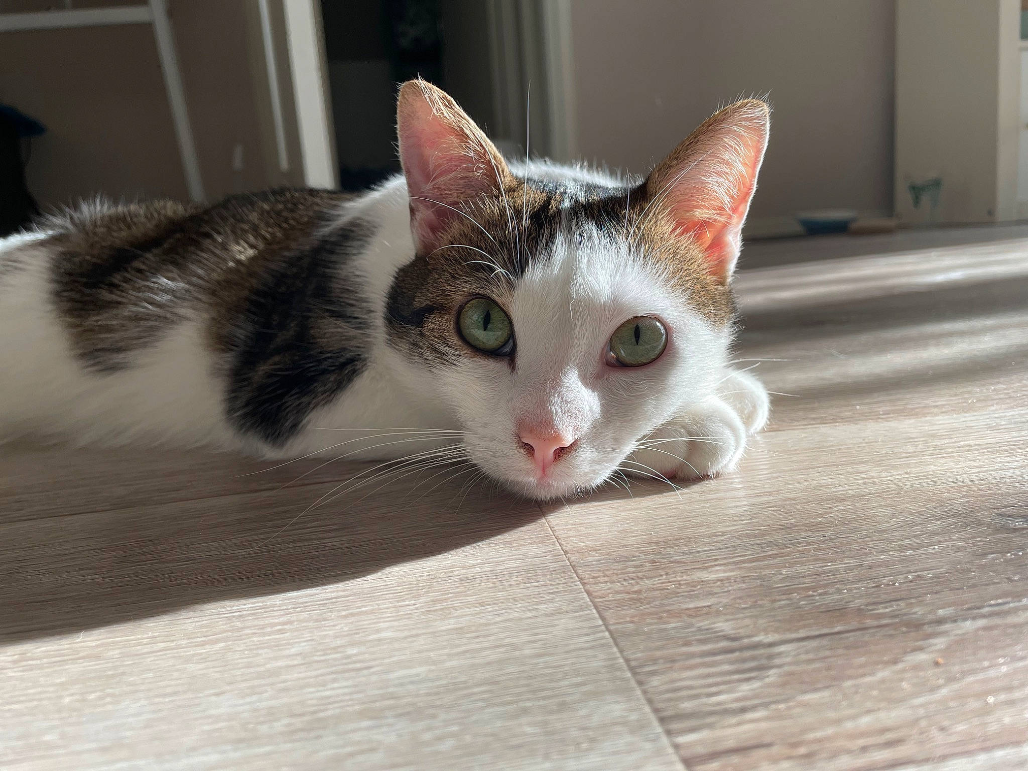 Mushu participe au concours pour gagner de l'argent avec cette photo : carnivore, cat, cat_furniture, claw, comfort, domestic_short_haired_cat, eye, fawn, felidae, flooring, fur, hardwood, head, human_body, paw, small_to_medium_sized_cats, snout, tail, whiskers, wood