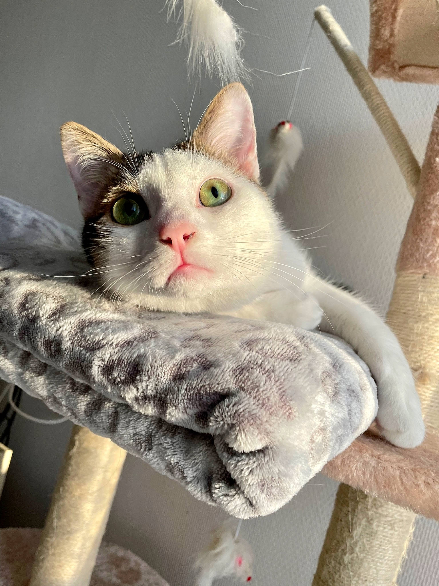 Mushu a rejoint le concours — aidez-le/la à gagner de superbes lots ! art, carnivore, cat, claw, domestic_short_haired_cat, ear, fawn, felidae, fur, gesture, grey, paw, photo_caption, small_to_medium_sized_cats, snout, tail, whiskers, window