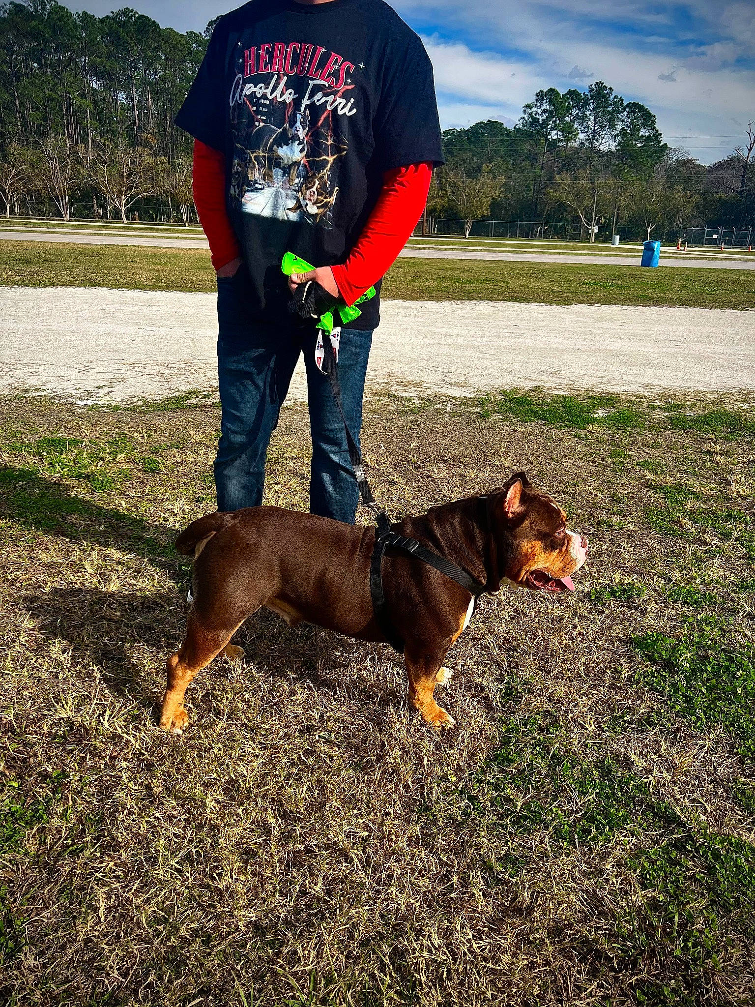 Hercules is registered to the contest to win money with this photo: canidae, carnivore, cloud, collar, companion_dog, dog, dog_breed, dog_supply, grass, leash, liver, pet_supply, plant, recreation, scent_hound, sky, soil, sporting_group, tree, working_dog