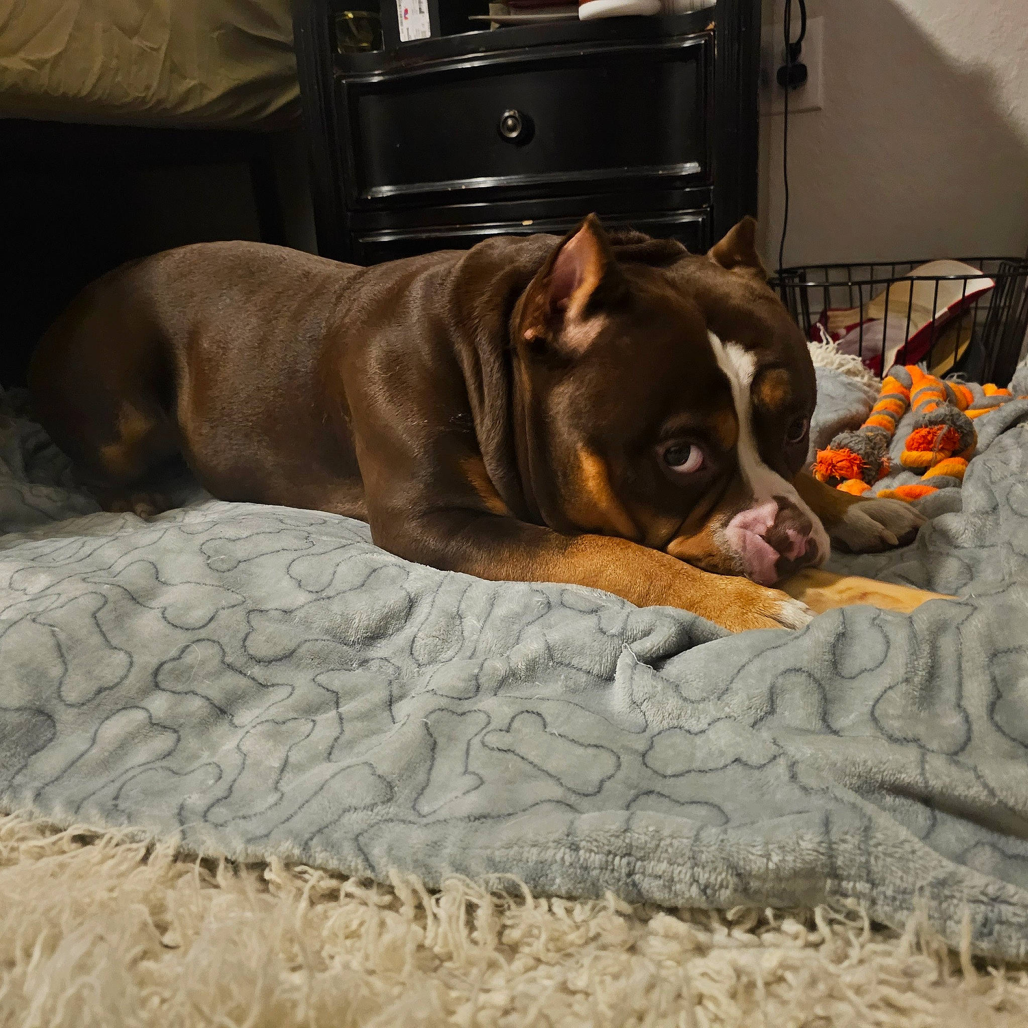 Hercules is registered to the contest to win money with this photo: brown, cabinetry, canidae, carnivore, comfort, companion_dog, dog, dog_breed, fawn, flooring, fur, hardwood, linens, liver, room, snout, sporting_group, whiskers, wood, working_animal