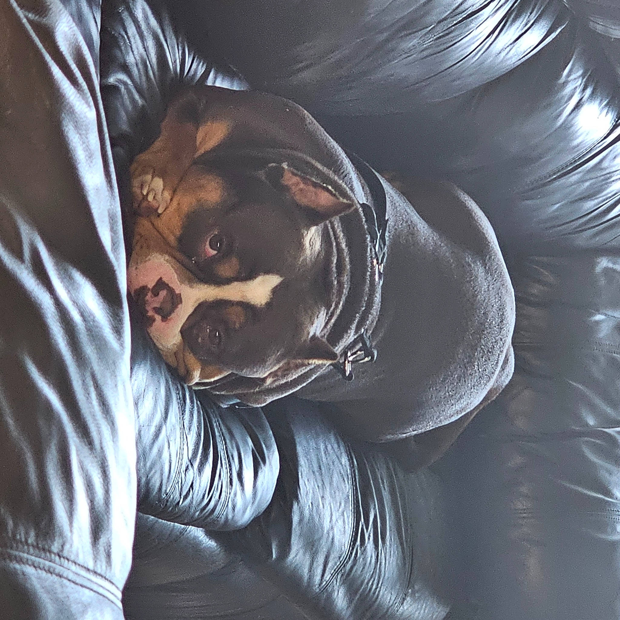 Hercules joined the competition — help win amazing prizes! art, automotive_tire, black_hair, cg_artwork, comfort, companion_dog, darkness, dog, drawing, fictional_character, flesh, fur, illustration, metal, painting, personal_protective_equipment, sitting, visual_arts, wing, wrinkle