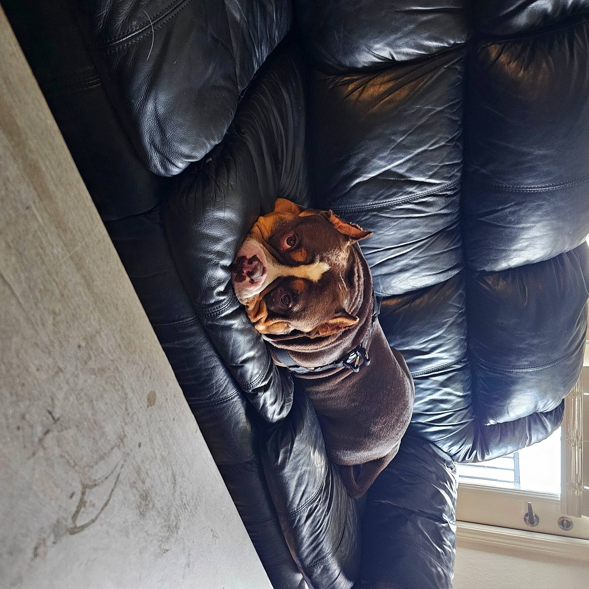 Hercules joined the competition — help win amazing prizes! chest, comfort, couch, darkness, denim, elbow, fashion_accessory, glasses, goggles, human_leg, leather, leather_jacket, mammal, metal, room, sleeve, sunglasses, thigh, tints_and_shades, wood