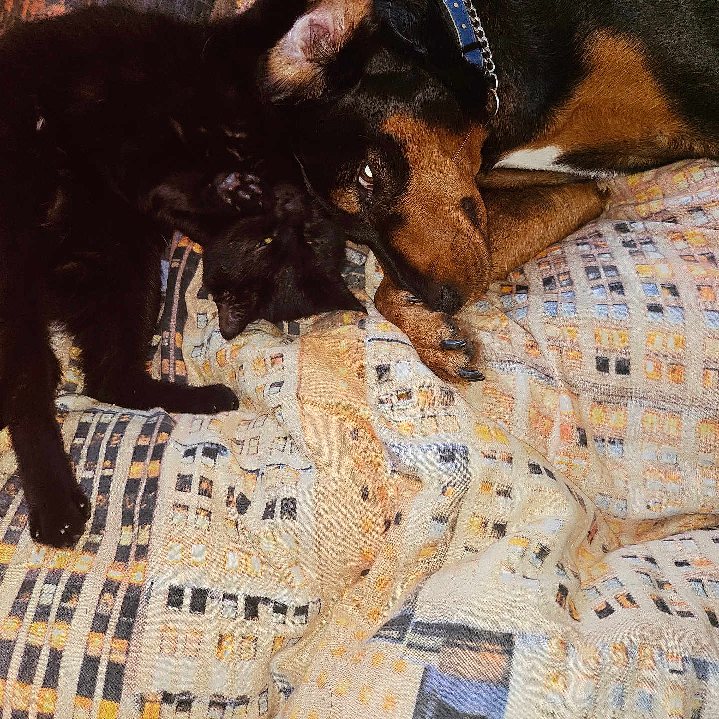 Oslo a rejoint le concours — aidez-le/la à gagner de superbes lots ! animal, bed, black_cat, blanket, brown_dog, cat, collar, companion, cozy, cute, dog, friendship, fur, indoor, paw, pets, relaxing, resting, sleepy, snuggling
