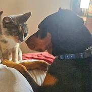 Oslo a rejoint le concours — aidez-le/la à gagner de superbes lots ! animal, bed, canine, cat, closeup, collar, cozy, curious, dog, domestic, feline, friendship, fur, indoor, interaction, pet, quiet_moment, resting, side_view, soft_light