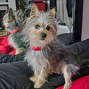 Nanuk joined the competition — help win amazing prizes! dog, small_dog, red_collar, bed, reflection, mirror, fur, pet, indoor, cute, animal, portrait, black_bedspread, red_bedspread, ears, whiskers, nose, eyes, furry, companion