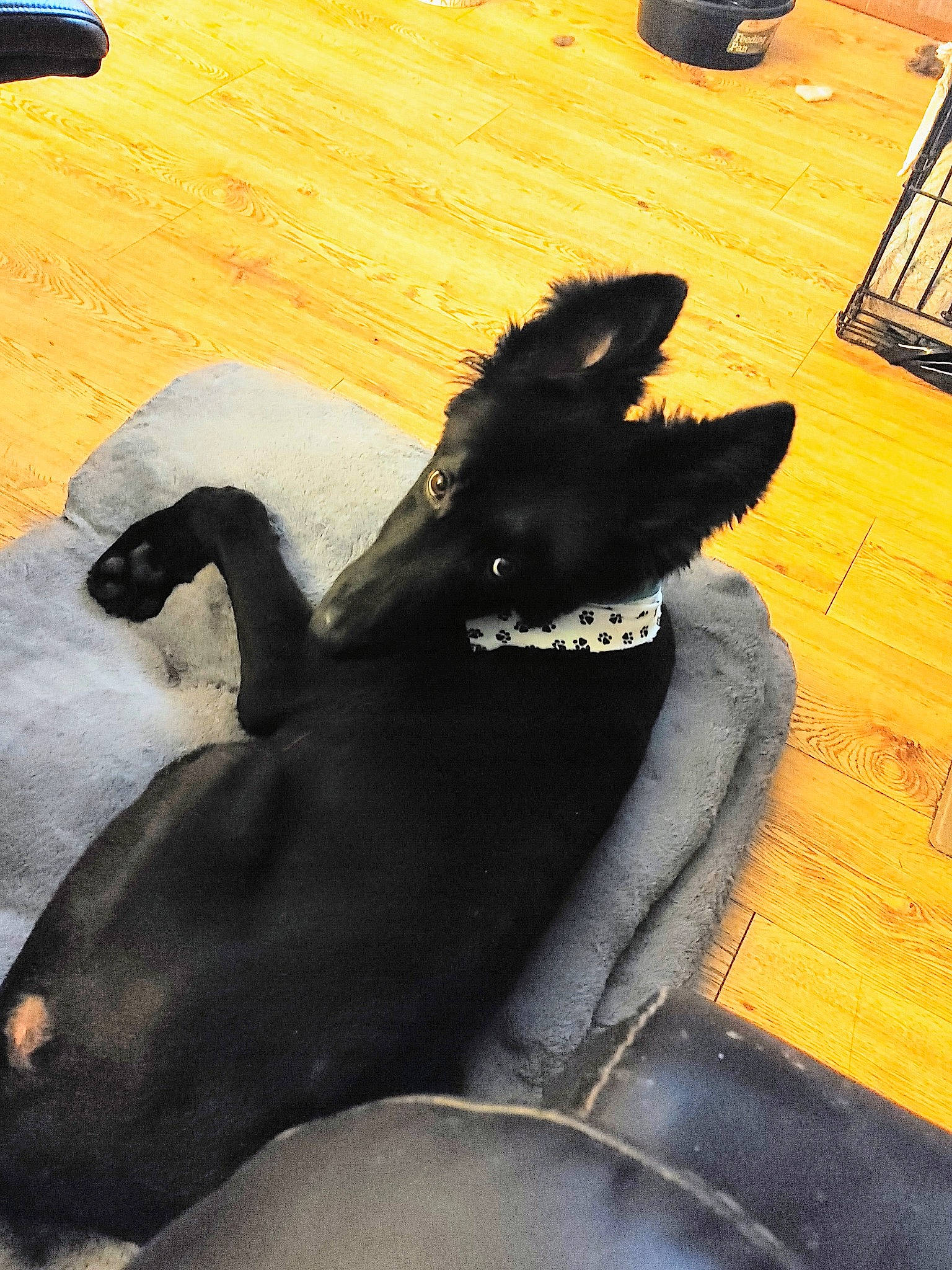 Ace is registered to the contest to win money with this photo: black, carnivore, comfort, companion_dog, dog, dog_breed, fawn, floor, flooring, fur, gesture, hardwood, human_leg, snout, tail, terrestrial_animal, tints_and_shades, whiskers, wood, working_animal