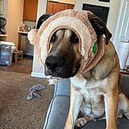 Remy Moon joined the competition — help win amazing prizes! dog, pet, canine, indoor, living_room, couch, fur, headwear, costume, brown_fur, black_nose, seated, carpet, household, kitchen, furniture, domestic_animal, ears, face, cozy