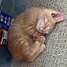 kitten, cat, sleeping, orange_cat, paw, ear, carpet, texture, closeup, domestic, pet, cozy, cute, animal, feline, resting, indoor, box, plastic_container, floor