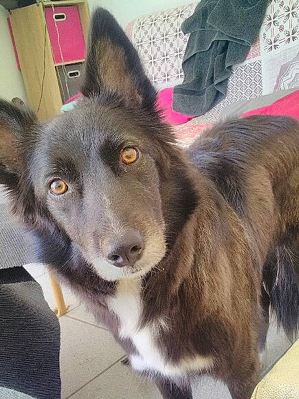 Olga participe au concours pour gagner de l'argent avec cette photo : canidae, canis, carnivore, collar, companion_dog, dog, dog_breed, ear, east_european_shepherd, fur, grey, herding_dog, jaw, king_shepherd, pet_supply, snout, sporting_group, whiskers, working_animal, working_dog