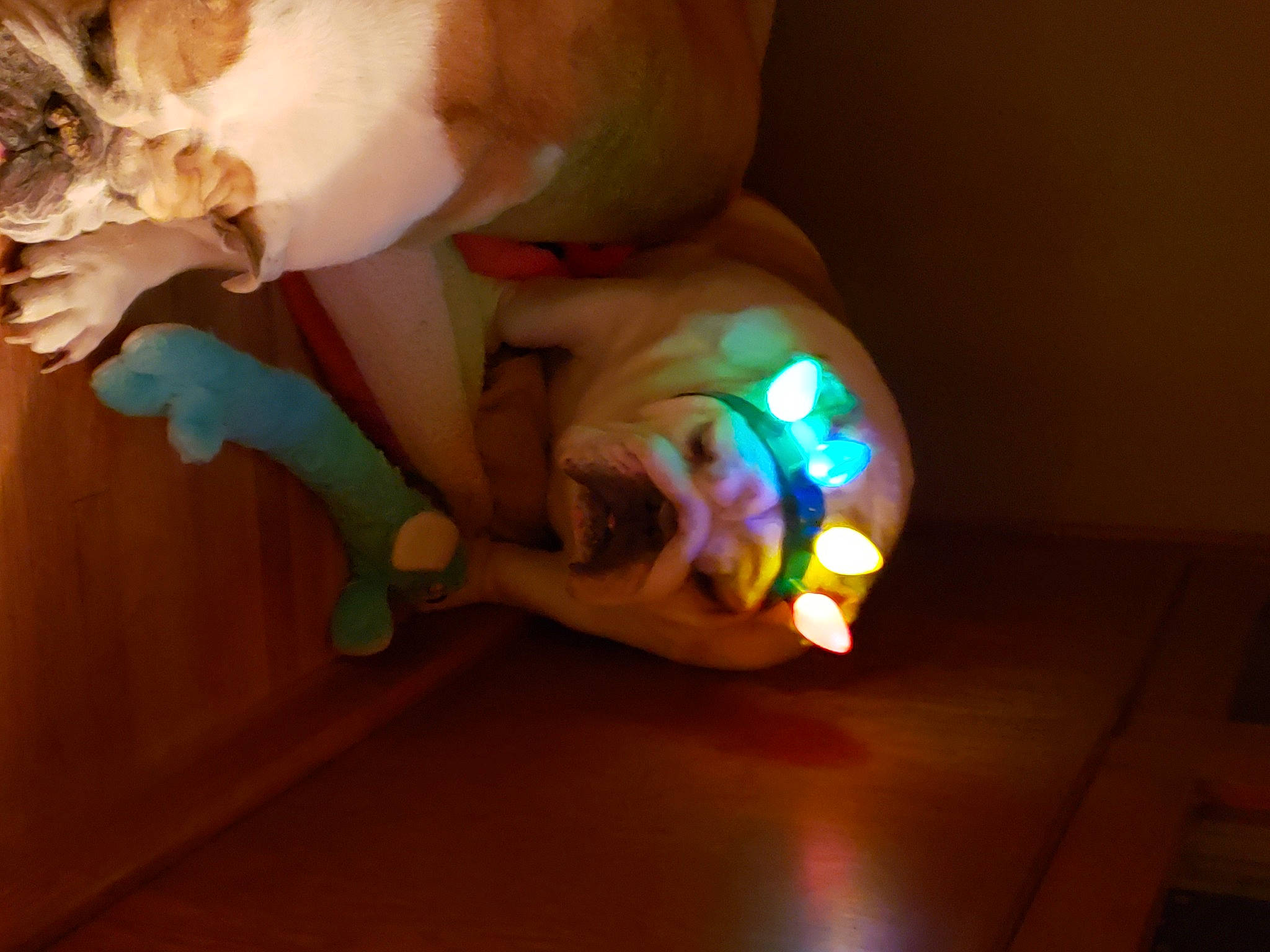 Layla joined the competition — help win amazing prizes!