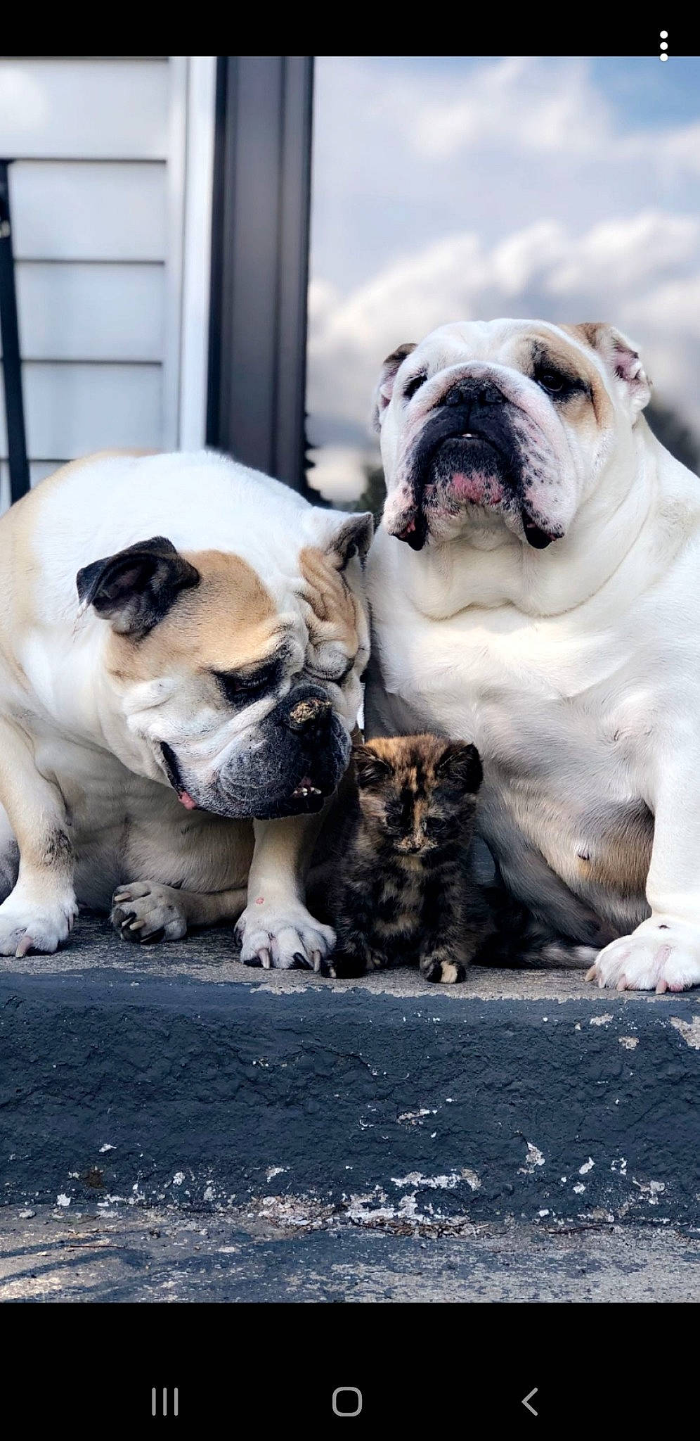 Layla joined the competition — help win amazing prizes! bulldog, canidae, carnivore, companion_dog, dog, dog_breed, fawn, molosser, non_sporting_group, old_english_bulldog, olde_english_bulldogge, pet_supply, pug, snout, terrestrial_animal, whiskers, white_english_bulldog, working_animal, working_dog, wrinkle
