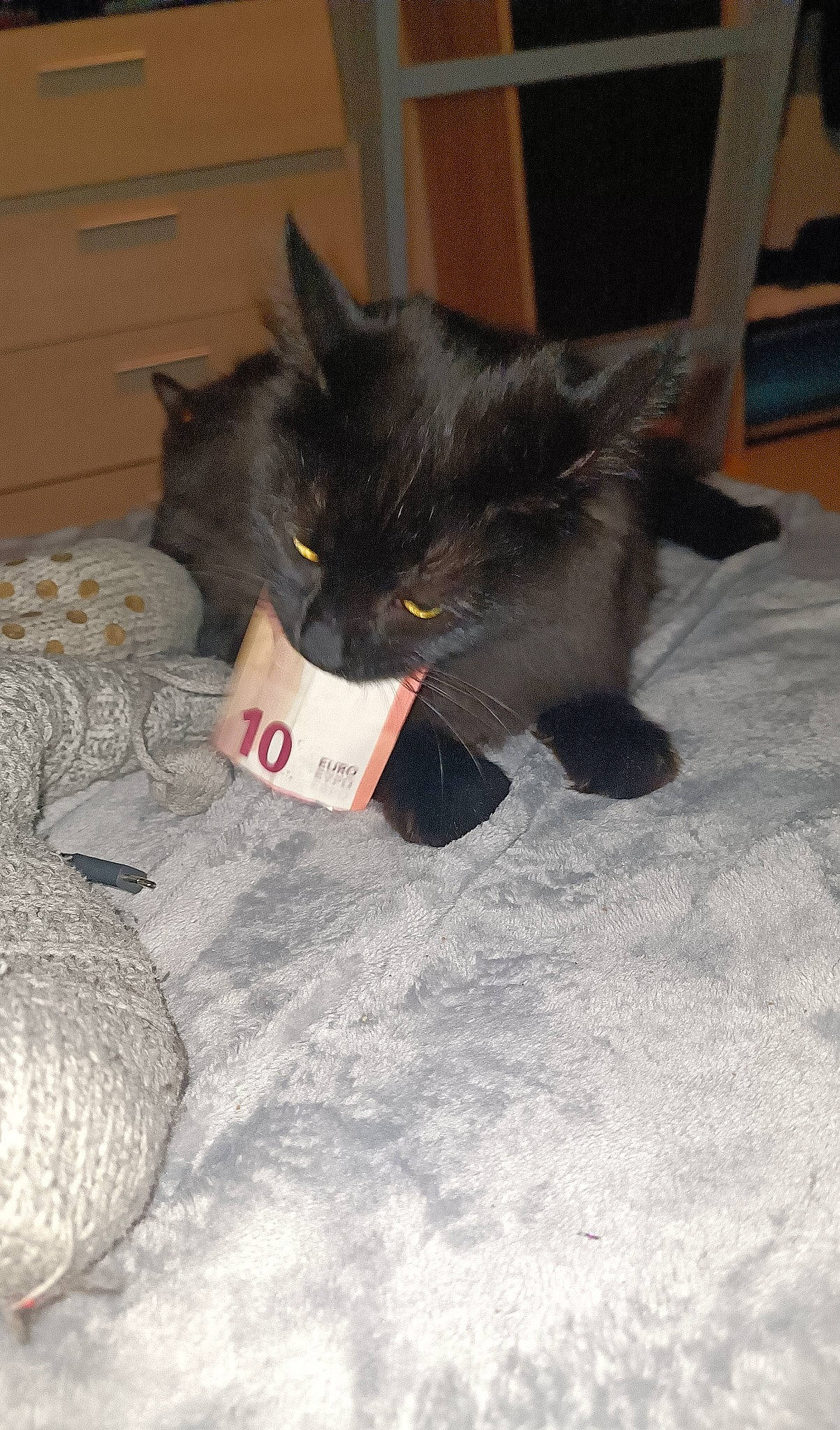 Hermès participe au concours pour gagner de l'argent avec cette photo : black_cat, bombay, carnivore, cat, cat_toy, claw, comfort, domestic_short_haired_cat, felidae, flooring, fur, grey, paw, small_to_medium_sized_cats, snout, tail, whiskers