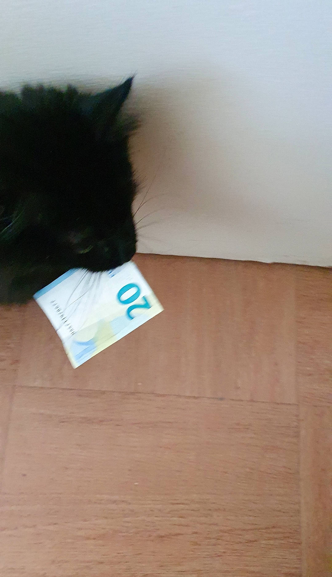 Hermès participe au concours pour gagner de l'argent avec cette photo : black_cat, cardboard, carnivore, cat, comfort, domestic_short_haired_cat, felidae, flooring, fur, hardwood, laminate_flooring, plywood, small_to_medium_sized_cats, snout, tail, tints_and_shades, whiskers, window, wood, wood_stain