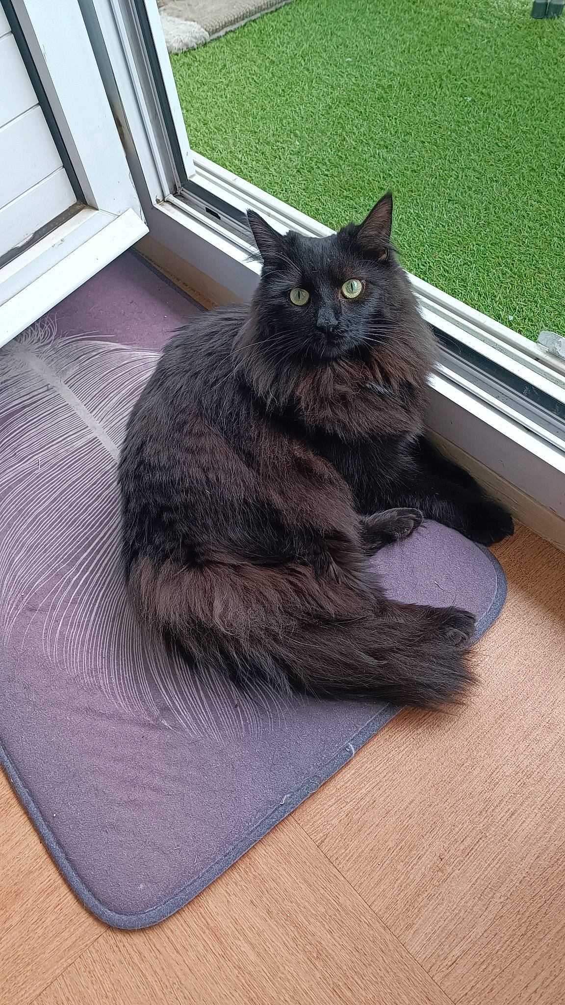 Hermès participe au concours pour gagner de l'argent avec cette photo : automotive_tire, black_cat, bombay, carnivore, cat, claw, comfort, domestic_short_haired_cat, felidae, flooring, fur, grey, hardwood, paw, sitting, small_to_medium_sized_cats, snout, tail, whiskers, wood