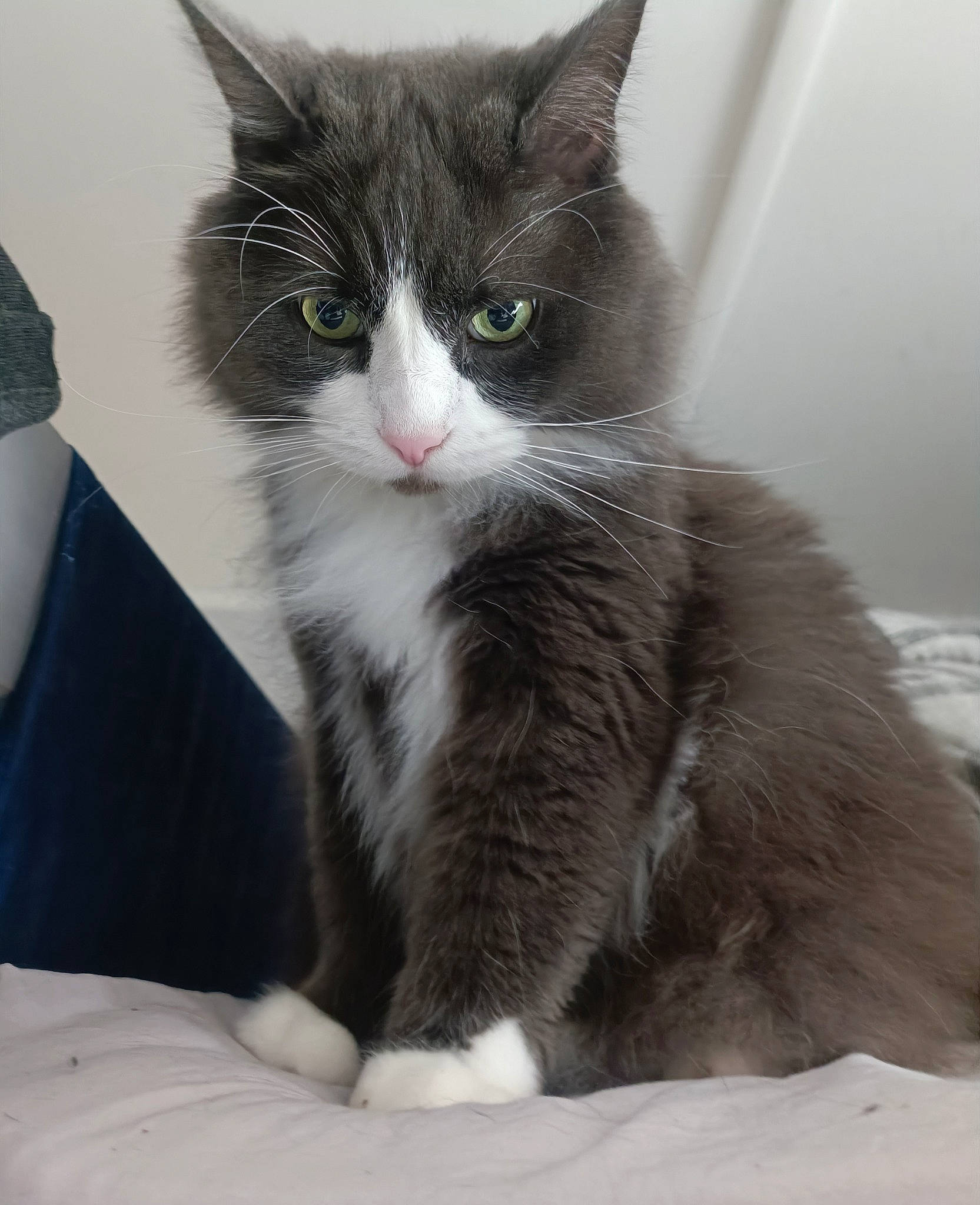 Grimm a rejoint le concours — aidez-le/la à gagner de superbes lots ! carnivore, cat, claw, comfort, domestic_short_haired_cat, door_mat, felidae, fur, grey, monochrome_photography, paw, sitting, small_to_medium_sized_cats, snout, tail, whiskers, window