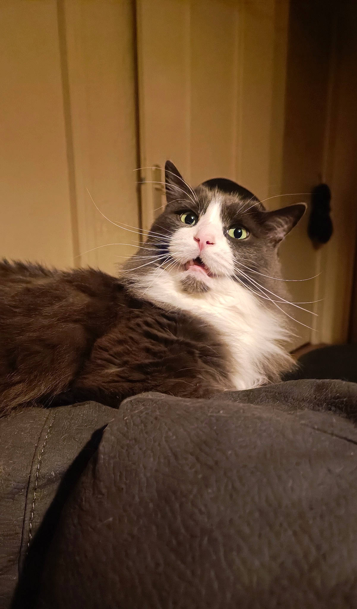 Grimm a rejoint le concours — aidez-le/la à gagner de superbes lots ! box, carnivore, cat, comfort, domestic_short_haired_cat, felidae, fur, paper_product, paw, sitting, small_to_medium_sized_cats, snout, stairs, whiskers, window, wood