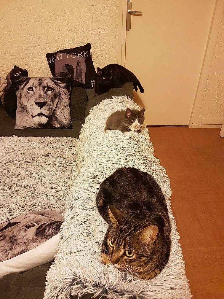 Grimm participe au concours pour gagner de l'argent avec cette photo : brown, carnivore, cat, comfort, companion_dog, dog, dog_breed, domestic_short_haired_cat, fawn, felidae, flooring, fur, grey, hardwood, linens, small_to_medium_sized_cats, tail, whiskers, wood, working_animal