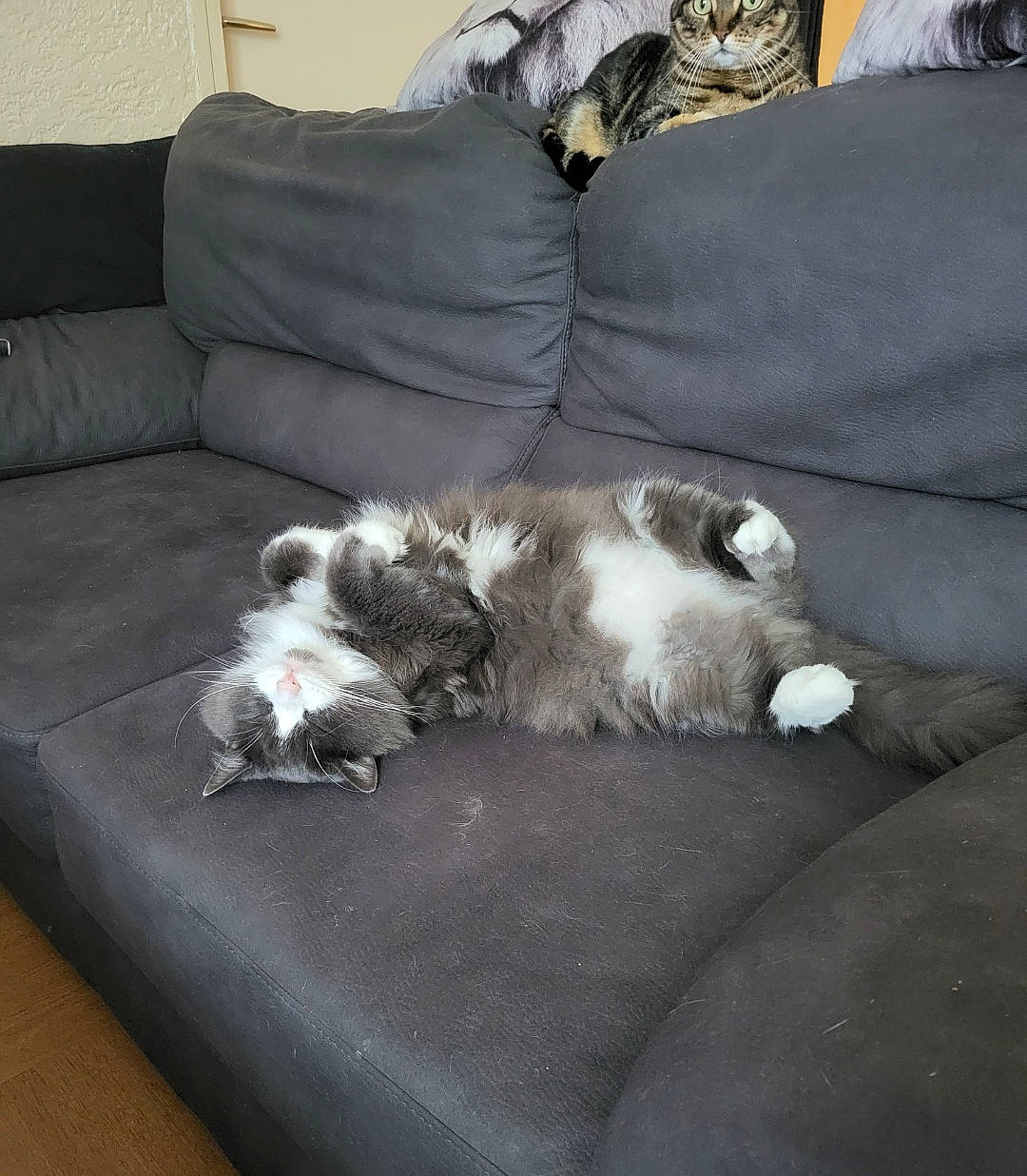 Grimm participe au concours pour gagner de l'argent avec cette photo : carnivore, comfort, companion_dog, couch, dog, dog_breed, felidae, flooring, fur, furniture, hardwood, living_room, sleeper_chair, sporting_group, studio_couch, tail, terrestrial_animal, toy_dog, working_animal