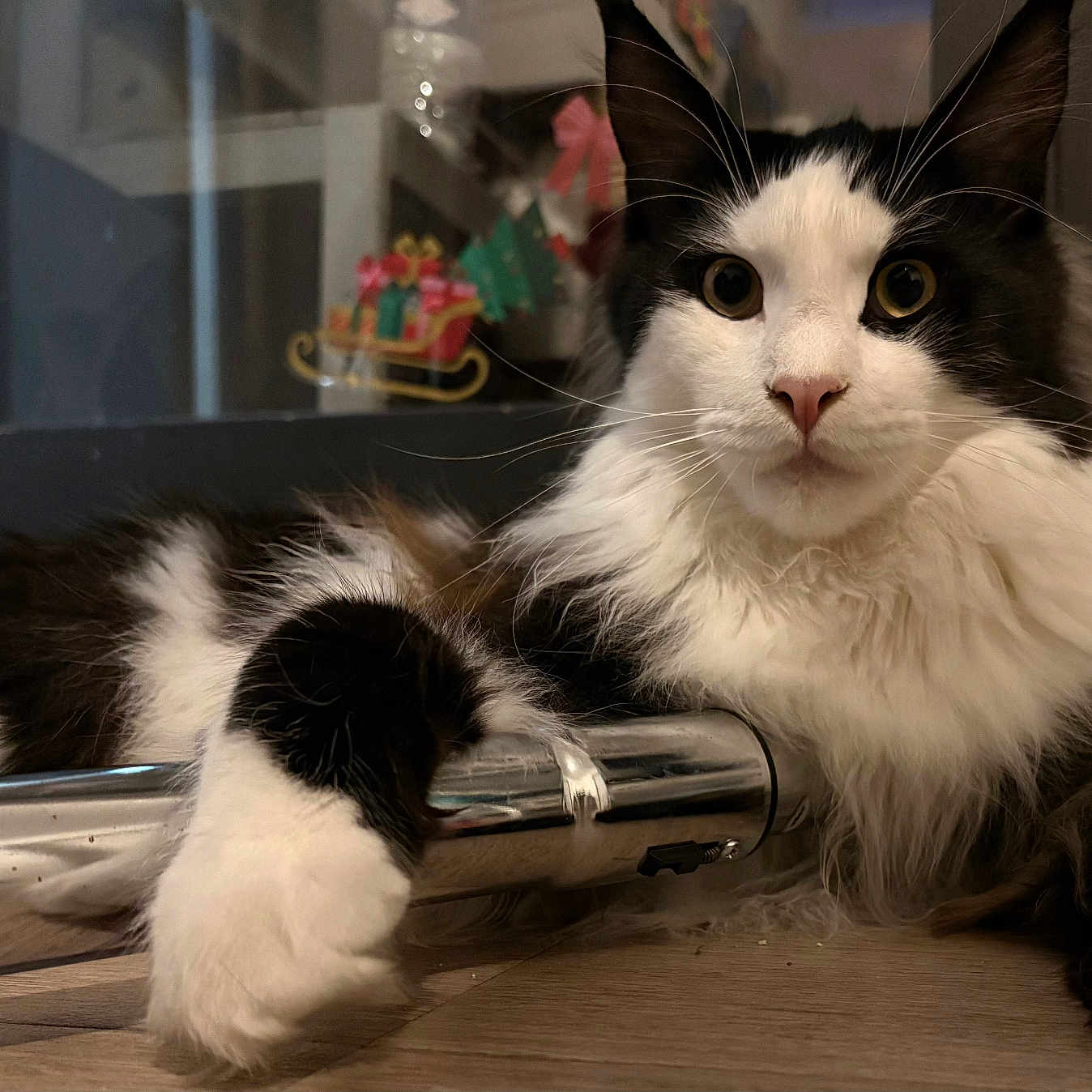 Batman participe au concours pour gagner de l'argent avec cette photo : cat, black_and_white, fluffy, paw, floor, metal_rod, indoor, window, reflection, holiday_decoration, relaxed, pet, animal, whiskers, ears, fur, closeup, domestic_cat, cute, curious