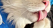 Batman a rejoint le concours — aidez-le/la à gagner de superbes lots ! adorable, animal, black_and_white, cat, close_up, closeup, cute, eyes, face, fluffy, fur, grooming, indoor, paw, pet, pink_nose, relaxed, soft, tongue_out, whiskers