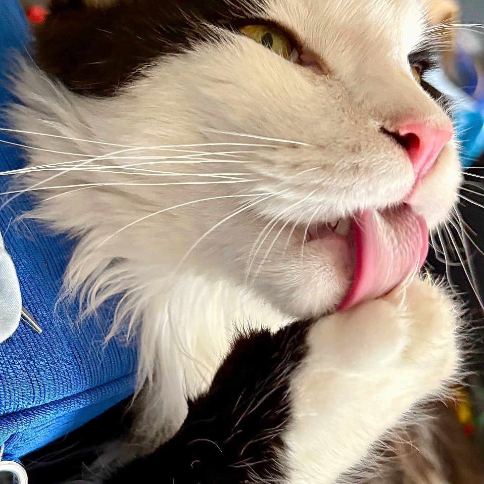 Batman a rejoint le concours — aidez-le/la à gagner de superbes lots ! cat, black_and_white, fluffy, tongue_out, paw, grooming, close_up, pink_nose, whiskers, fur, indoor, pet, cute, animal, relaxed, soft, face, eyes, closeup, adorable
