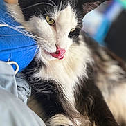 Batman a rejoint le concours — aidez-le/la à gagner de superbes lots ! cat, black_and_white, fluffy, tongue_out, close_up, pet, animal, whiskers, fur, relaxed, indoor, cute, portrait, laying_down, yellow_eyes, muzzle, nose, soft_texture, focus, cozy